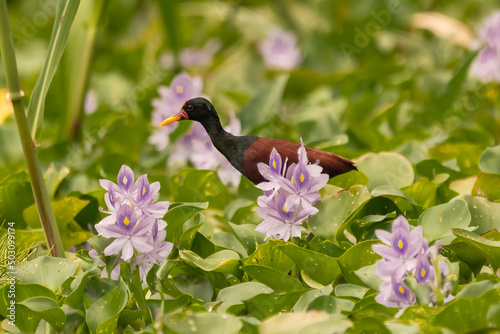 Długoszpon krasnoczelny łac. Jacana jacana chodzący po kwiatach lilii wodnych. Fotografia z Santa Rosa Reserve Natural Gamboa w Amazonii w Peru.