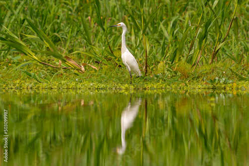 Czapla biała łac. Ardea alba stojąca nad spokojną wodą z odbicie, lustrzanym i zielonym tłem. Fotografia z Amazonii. z Santa Rosa Reserve Natural Gamboa w Amazonii w Peru. 