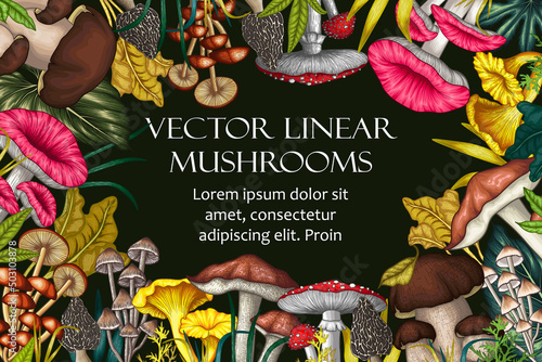 Vector frame of mushrooms in engraving style. Graphic linear frame of fly agarics, chanterelles, porcini mushrooms, honey agarics, morels, mycena, russula, boletus