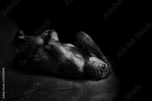 Portrait of a western lowland gorilla (GGG) close up. Silverback - adult male of a gorilla in a native habitat. Jungle of the Central African Republic. Summer, spring, zoo, cub, female. 