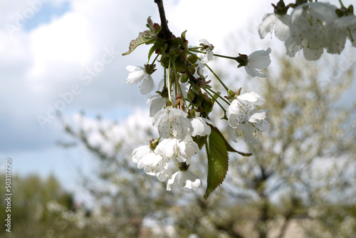 Zbliżenie białych kwiatów orzecha włoskiego