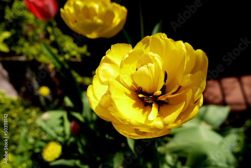Zbliżenie kwiatu żółtego tulipana 