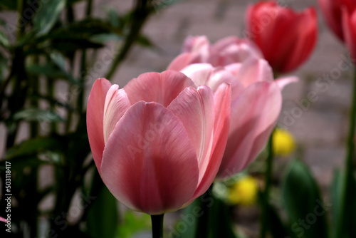 Zbliżenie kwiatu różowego tulipana 