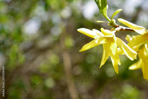 Zbliżenie żółtych kwiatów forsycji 