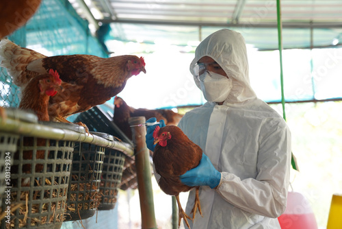 Bird flu, Veterinarians vaccinate against diseases in poultry such as farm chickens, H5N1 H5N6 Avian Influenza (HPAI), which causes severe symptoms and rapid death of infected poultry.