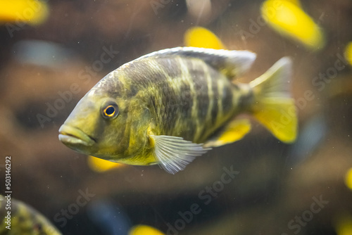 Closeup shot of an African cichlid fish swimming underwater in Malwi Lake