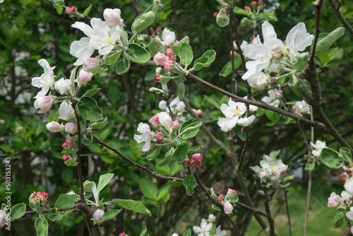 kwitnąca jabłoń w ogrodzie