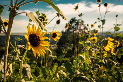 Closeup of beautiful sunflowers growing in a field in Nebraska surrounded by lush greenery