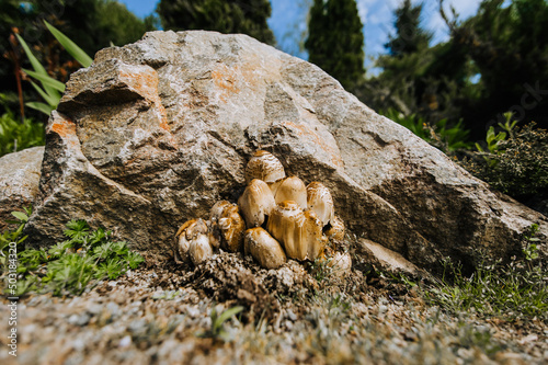 Wild brown edible Chlorophyllum brunneum mushrooms grow in nature under a stone.