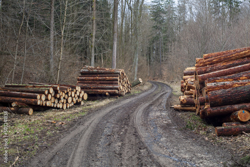 wycinka lasu - pocięte bale drewniane ułożone przy leśnej drodze gotowe do wywozu