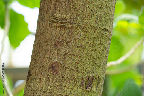 アカキナノキの樹皮 学名：Cinchona pubescens Vahl、樹皮からマラリアの特効薬のキニーネが採れる.