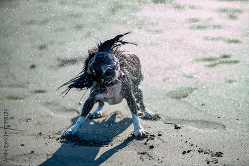 濡れた体をぶるぶるする犬