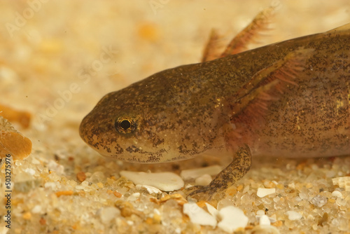 Closeup on the larvae of the Cheju salamander, Hynobius quelpaertensis
