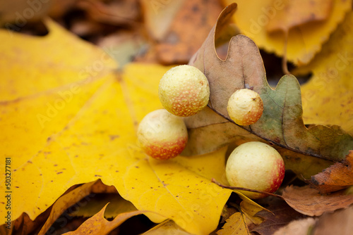 Ink nuts on dry oak leaf - particular type of galls formed by the larvae of number of insects of the nutworm family