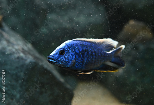 Electric Blue cichlid swimming in freshwater aquarium. Sciaenochromis fryeri is an African cichlid in Cichlidae family. ,endemic to Lake Malawi, Africa.