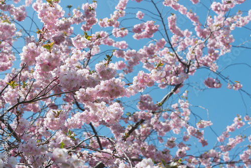 springtime blossoms on a blue sky