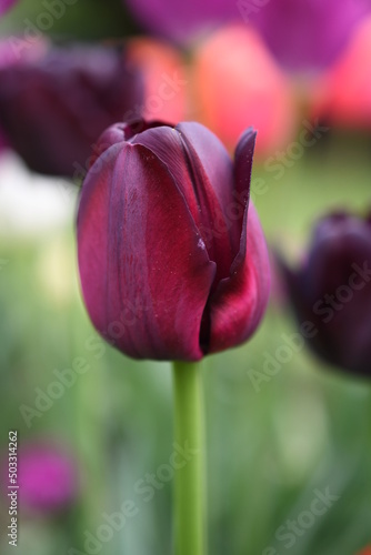 Bordowy tulipan