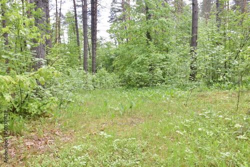 Spring Pine Forest, Ulyanovsk region Russia