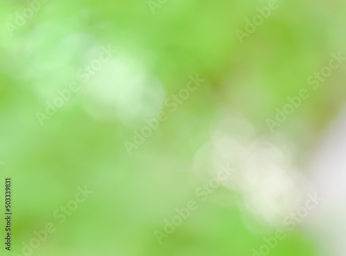 Abstract blur Green leaves of tree in nature forest