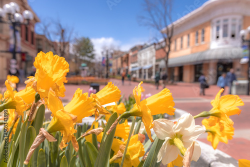 Famous Pearl street Mall touristic area with beautiful yellow daffodils on full bloom on a sunny spring day.