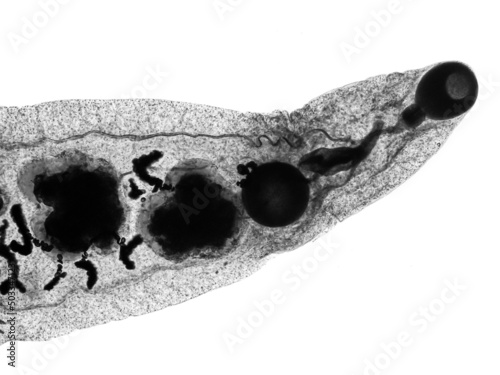 Dicrocoelium dendriticum, the lancet liver fluke, is a parasite fluke that tends to live in cattle or other grazing mammals. Mature Lancet liver fluke (Dicrocoelium dendriticum) under microscope. 