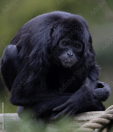 The southern muriqui (Brachyteles arachnoides) is a muriqui (woolly spider monkey) species endemic to Brazil.