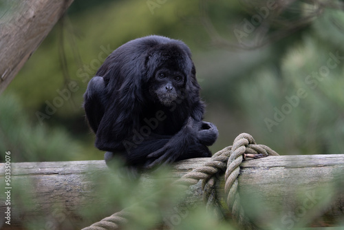 The southern muriqui (Brachyteles arachnoides) is a muriqui (woolly spider monkey) species endemic to Brazil.