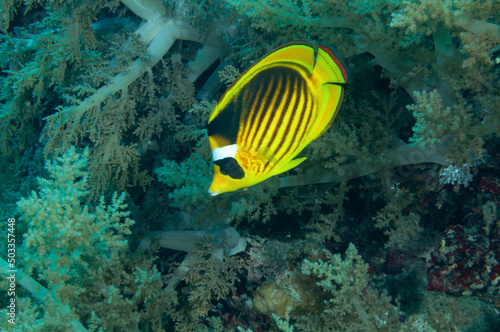 Pesce farfalla procione, Chaetodon lunula, tra coralli molli