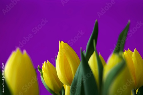 Bukiet pięknych żółtych kwiatów na fioletowym tle