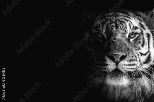 black and white portrait of a tiger on a black background