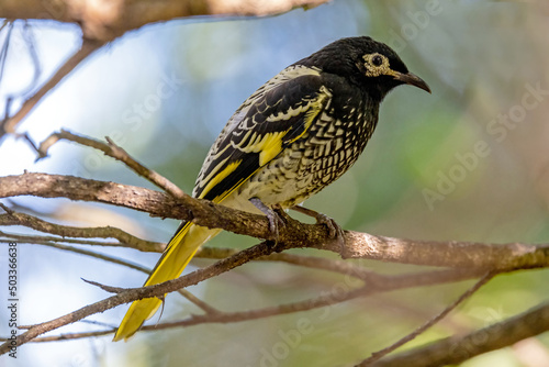 Critically endangered Australian Regent Honeyeater (Anthochaera phrygia)