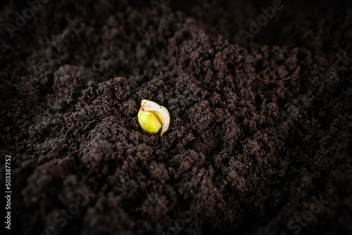 Germinated pea seed close-up in the ground, fertile dark soil