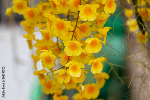 Bright yellow lindleyi orchid dendrobium (honey bee) blooming in the garden.