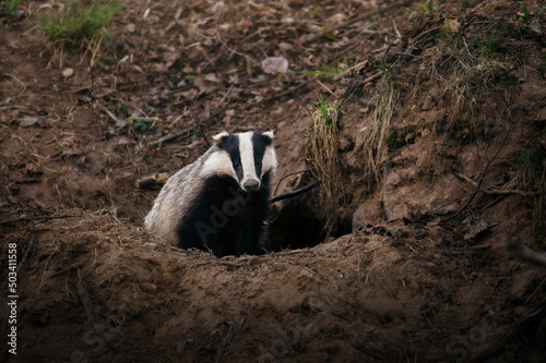 Wild Badger sitting next to his cave in the forest.