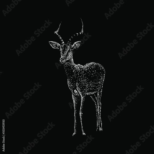 impala hand drawing illustration isolated on black background