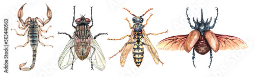 Watercolor Bugs Life Collection set. Art insects Scorpion, Fly, Wasp Asian hornet and Rhinoceros beetle watercolor clipping path isolated on white background. 