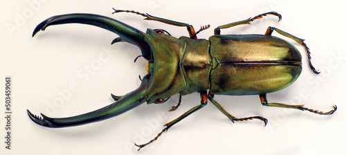 Giant stag beetle Cyclommatus epahus from Indonesia isolated on white. Lucanidae. Collection beetles. Entomology. Coleoptera.