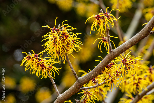 Witch hazel that yellow beautiful flowers bloom early spring.