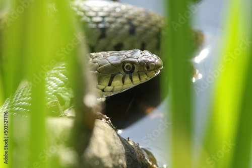 A Grass Snake, Natrix natrix, hunting for food amongst the reeds growing in a pond.