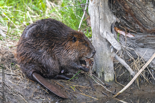 North American Beaver (Castor canadensis) Eating Bark