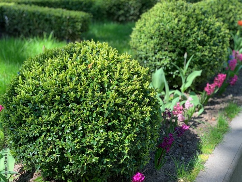 Decorative and shaped evergreen group of boxwood plants (Buxus Sempervirens) in garden.