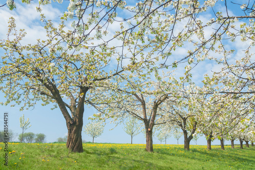 Orchard in Bloom in Springtime