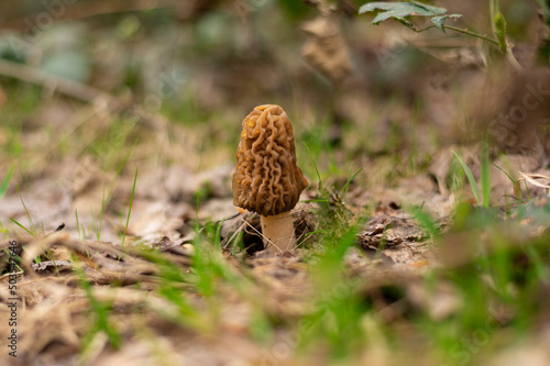 Morchella mushroom growing in the woods