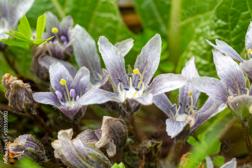 Mandragora (plant genus). Plant with leaves and lilac flowers in nature. Forest flowers background. Purple flowers of Mandragora autumnalis plant