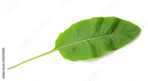 Frash horseradish leaf