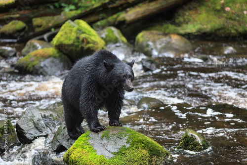 Black Bear, Ursus americanus, standing on rock, Thornton Creek, Vancouver Island, British Columbia, Canada