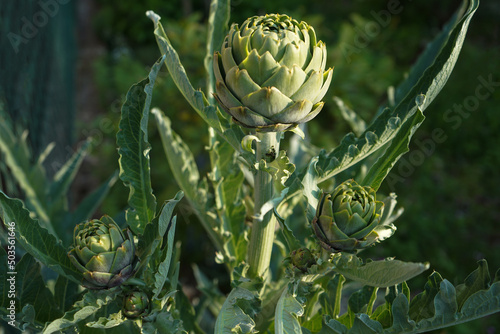 green artichoke plants with ripe flower heads ready to new harvest