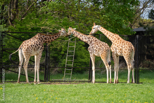 jedzące trzy żyrafy w zoo