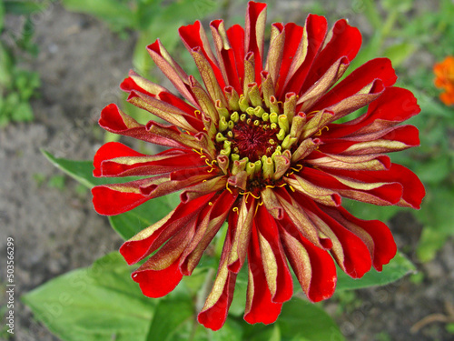 czerwony kwiat cynii (Zinnia elegans)