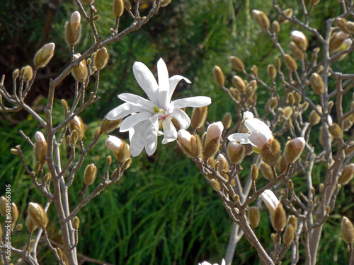biały kwiat magnolii gwiaździstej, Magnolia stellata, puszyste, pąki kwiatowe